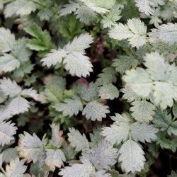 Acaena buchananii Acaena buchananii