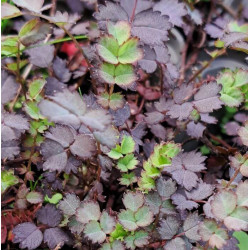 Acaena inermis 'Purpurea' Acaena inermis 'Purpurea'