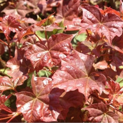 Acer 'Ample Surprise' Acer 'Ample Surprise'