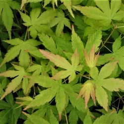 Acer palmatum 'Bi-hoo' Acer palmatum 'Bi-hoo'