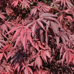 Acer palmatum 'Burgundy Lace' Acer palmatum 'Burgundy Lace'