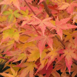 Acer palmatum 'Corallinum'  Acer palmatum 'Corallinum'