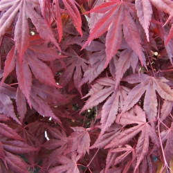 Acer palmatum 'Fireglow' Acer palmatum 'Fireglow'