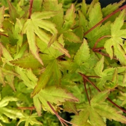 Acer palmatum 'Japanese Sunrise' Acer palmatum 'Japanese Sunrise'