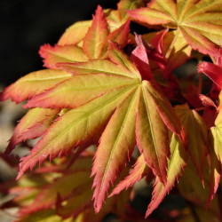 Acer palmatum 'Orange Dream' Acer palmatum 'Orange Dream'