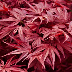Acer palmatum 'Skeeter's Broom' Acer palmatum 'Skeeter's Broom'