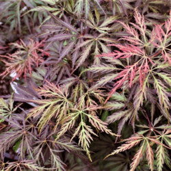 Acer palmatum 'Stella Rossa' Acer palmatum 'Stella Rossa'