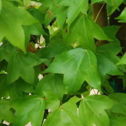 Acer buergerianum Acer buergerianum