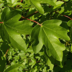 Acer campestre 'Nanum' Acer campestre 'Nanum'