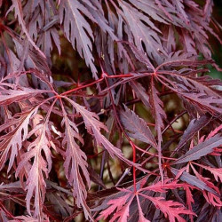 Acer palmatum 'Garnet' Acer palmatum 'Garnet'