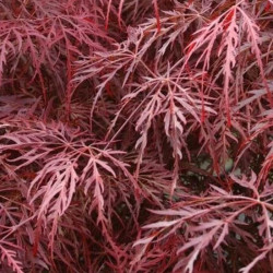 Acer palmatum 'Inaba - Shidare' Acer palmatum 'Inaba - Shidare'