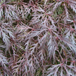 Acer palmatum 'Dissectum Nigrum' Acer palmatum 'Dissectum Nigrum'