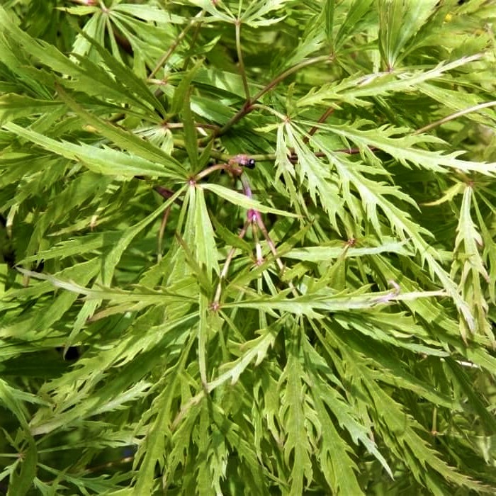Acer palmatum 'Viridis'