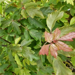 Acer griseum Acer griseum