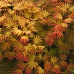 Acer shirasawanum 'Autumn Moon' Acer shirasawanum 'Autumn Moon'