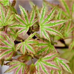 Acer palmatum 'Higasayama' Acer palmatum 'Higasayama'