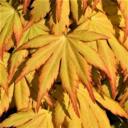 Acer palmatum 'Katsura' Acer palmatum 'Katsura'
