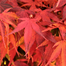 Acer palmatum 'Arakawa' Acer palmatum 'Arakawa'