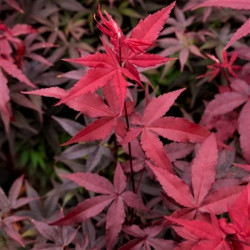 Acer palmatum 'Bloodgood' Acer palmatum 'Bloodgood'