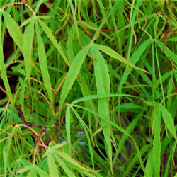 Acer palmatum 'Koto-no-ito' Acer palmatum 'Koto-no-ito'