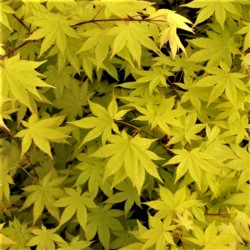 Acer palmatum 'Summer Gold' Acer palmatum 'Summer Gold'