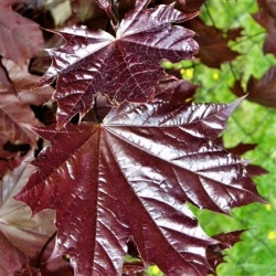 Acer platanoides 'Royal Red' Acer platanoides 'Royal Red'