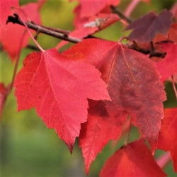 Acer rubrum 'Red Sunset' Acer rubrum 'Red Sunset'