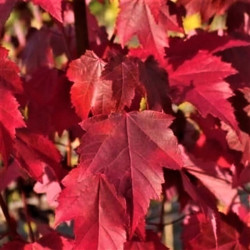 Acer rubrum 'Brandywine' Acer rubrum 'Brandywine'