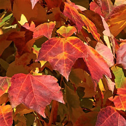 Acer rubrum 'Scanlon' Acer rubrum 'Scanlon'
