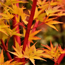 Acer palmatum 'Sango-Kaku' Acer palmatum 'Sango-Kaku'