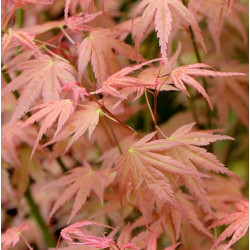Acer palmatum 'Phoenix' Acer palmatum 'Phoenix'
