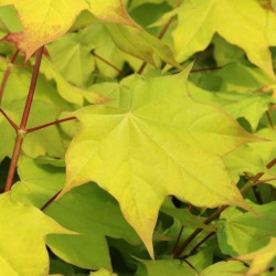 Acer cappadocicum 'Aureum' Acer cappadocicum 'Aureum'