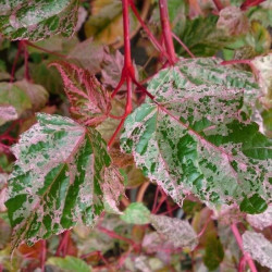 Acer conspicuum 'Red Flamingo' Acer conspicuum 'Red Flamingo'