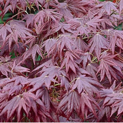 Acer palmatum 'Atropurpureum' Acer palmatum 'Atropurpureum'