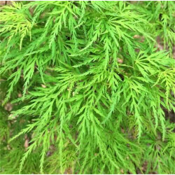 Acer palmatum 'Emerald Lace' Acer palmatum 'Emerald Lace'