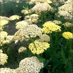 Achillea 'Hella Glashoff' Achillea 'Hella Glashoff'