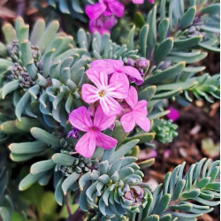 Aethionema armenum 'Warley Ruber'