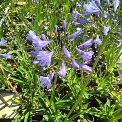 Agapanthus 'Blue Giant'