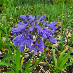 Agapanthus 'Ever Sapphire'