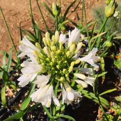 Agapanthus 'Ever White'