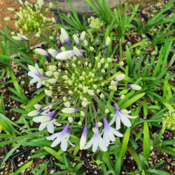 Agapanthus 'Fireworks'