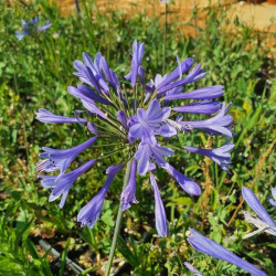 Agapanthus 'Lilliput'