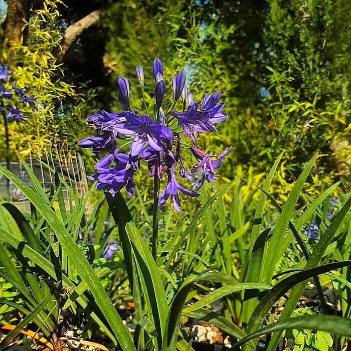 Agapanthus 'Nothern Star'