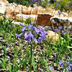 Agapanthus 'Headbourne hyb. Pinocchio'
