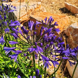 Agapanthus 'Tornado'