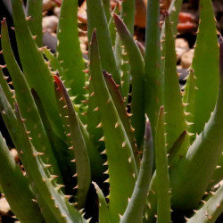 Aloe x 'Blue Elf' Aloe x 'Blue Elf'