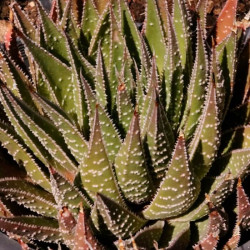 Aloe aristata Aloe aristata