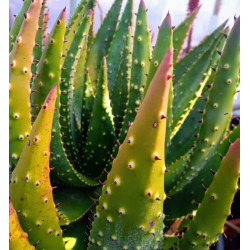 Aloe ferox Aloe ferox
