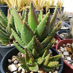 Aloe perfoliata Aloe perfoliata