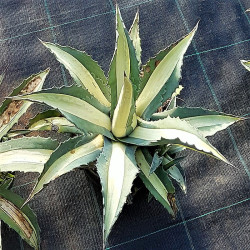 Agave americana 'Mediopicta Alba' Agave americana 'Mediopicta Alba'